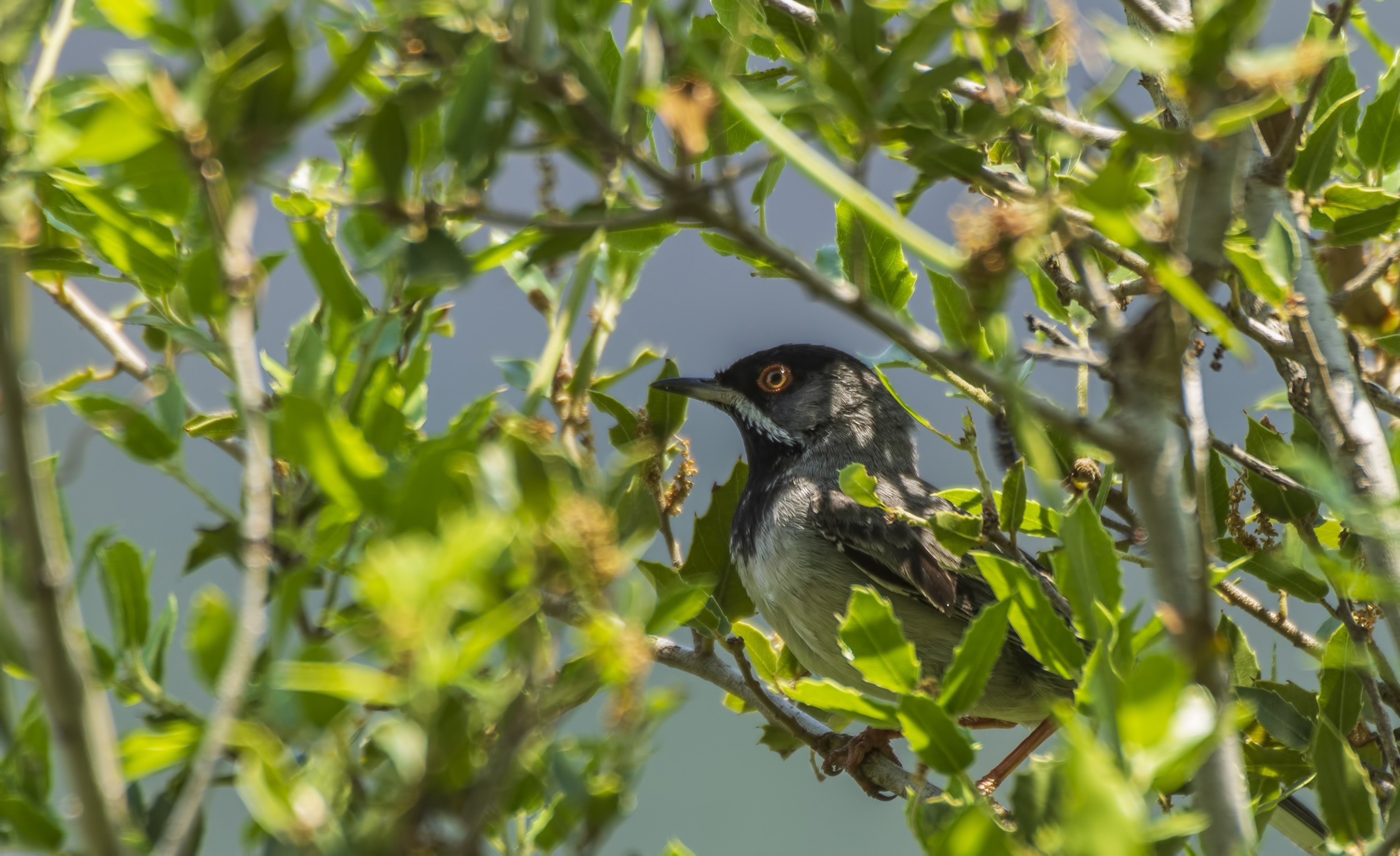 Rüppell's Warbler
